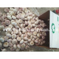 Fresh Natural White Garlic Nova Colheita